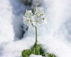 聖アンジェラの日々のことば（３）