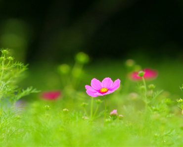 祝 ４８０回目のお誕生日　                 480ième anniversaire de fondation