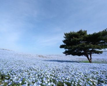 聖マリー･ド･レンカルナシオン 　ノベナ　第四日目